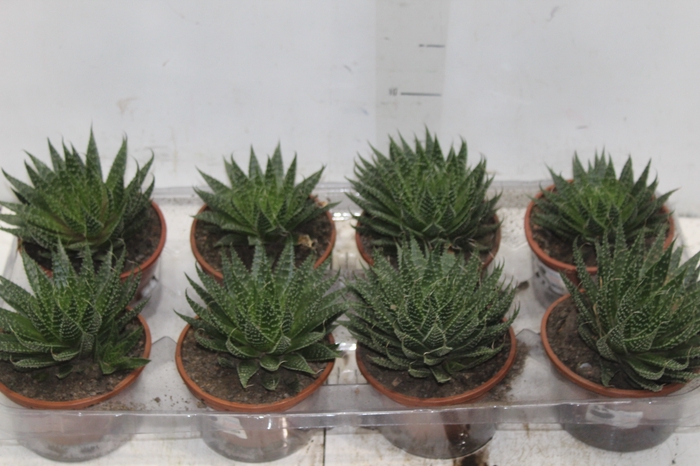<h4>ALOE ARISTATA C13</h4>