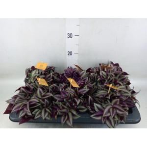 Tradescantia zebr. 'Purpusii'