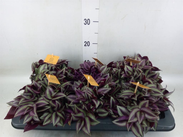 <h4>Tradescantia zebr. 'Purpusii'</h4>