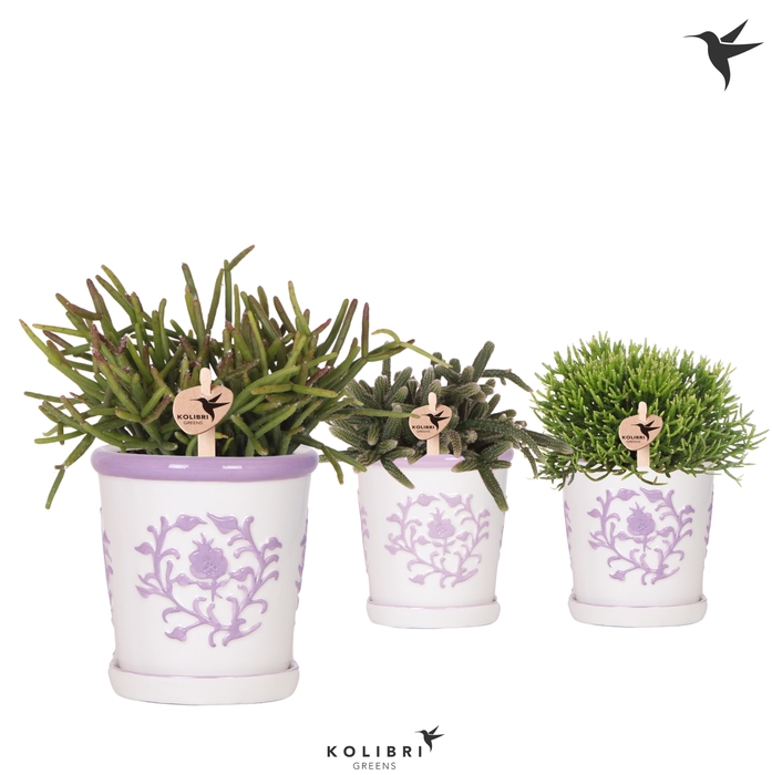 <h4>Rhipsalis Gemengd Keramiek Malaga</h4>