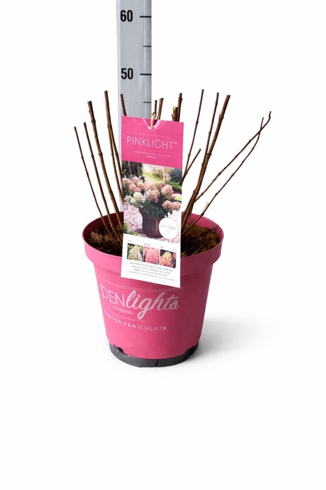 <h4>Hydrangea pan.</h4>