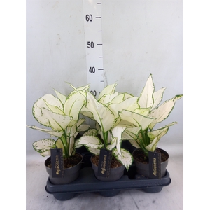 Aglaonema  'White Joy'
