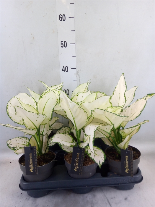 <h4>Aglaonema  'White Joy'</h4>