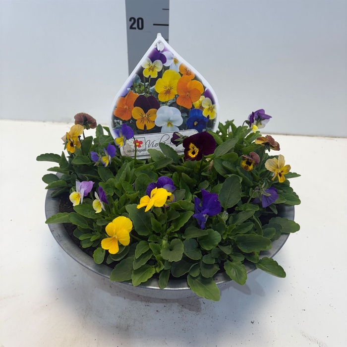 <h4>Viola corn.   ...mix</h4>