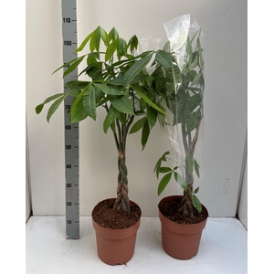 PACHIRA AQUATICA