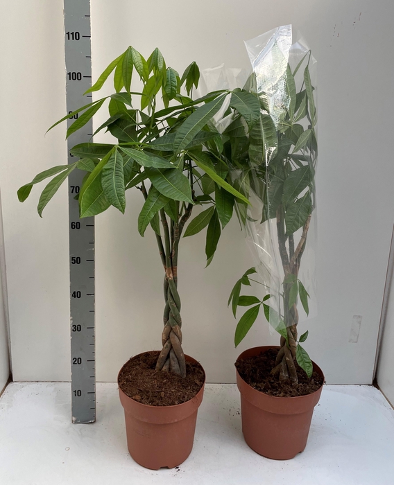 <h4>PACHIRA AQUATICA</h4>