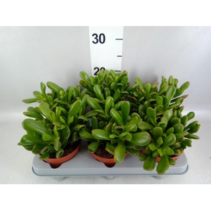Crassula ovata 'Horn Tree'