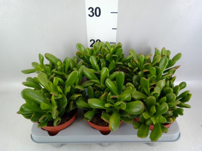 <h4>Crassula ovata 'Horn Tree'</h4>