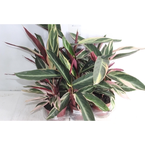 CALATHEA TRIALSTAR P12