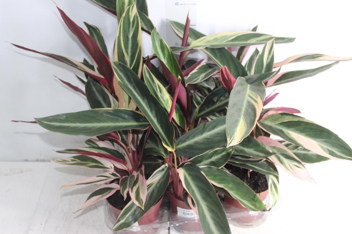<h4>CALATHEA TRIALSTAR P12</h4>
