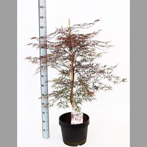 ACER PA FIRECRACKER