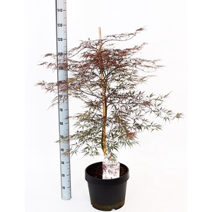 ACER PA FIRECRACKER