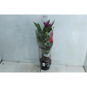 CURCUMA SIAM SUBLIME P15