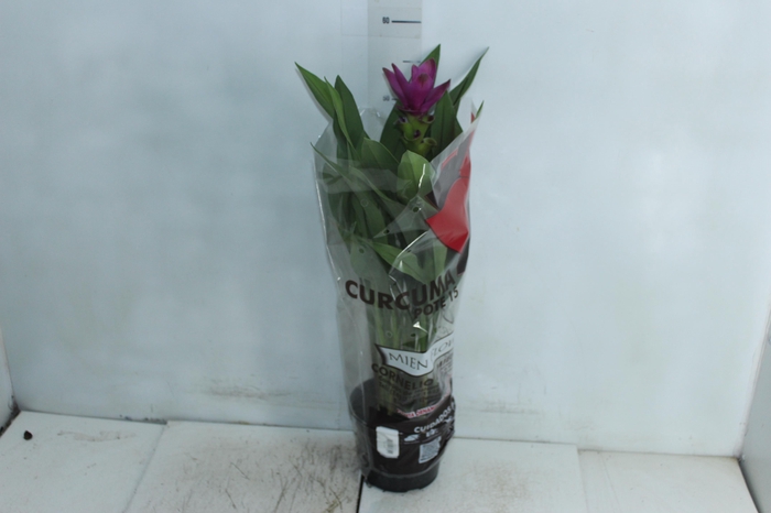 <h4>CURCUMA SIAM SUBLIME P15</h4>