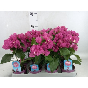 Bougainvillea  'Vera Dp Purple Imp'