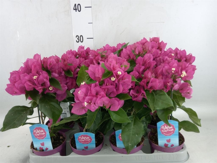 <h4>Bougainvillea  'Vera Dp Purple Imp'</h4>