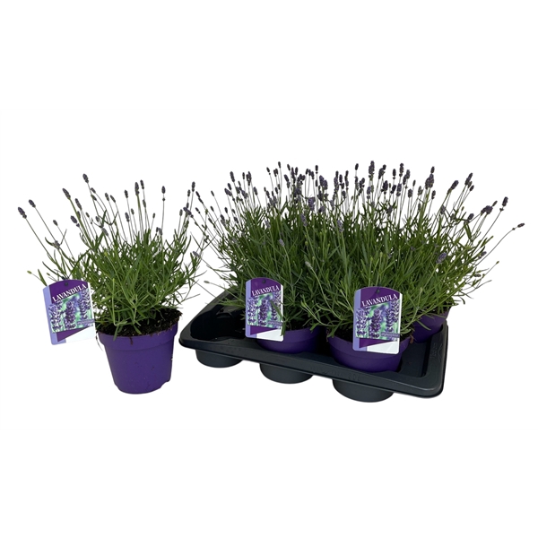 <h4>Lavandula ang. Essence Purple</h4>
