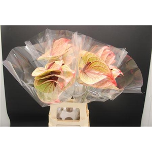 Anthurium Tequila