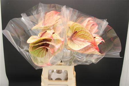 <h4>Anthurium Tequila</h4>