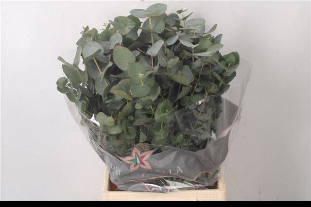 <h4>EUC CINEREA PER BOS</h4>