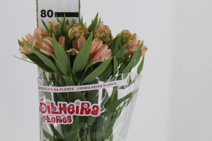 <h4>ALSTROEMERIA CANYON 080 CM</h4>