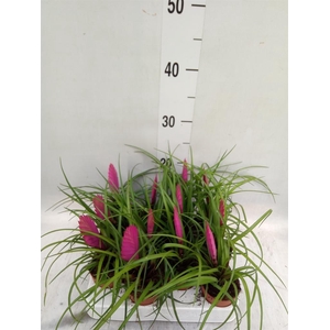 Tillandsia cyanea