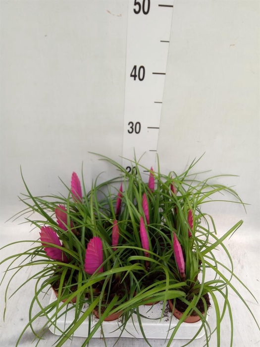 <h4>Tillandsia cyanea</h4>