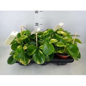Peperomia