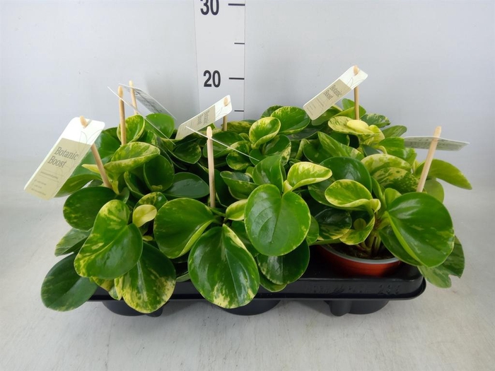 <h4>Peperomia</h4>