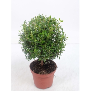MYRTUS COM
