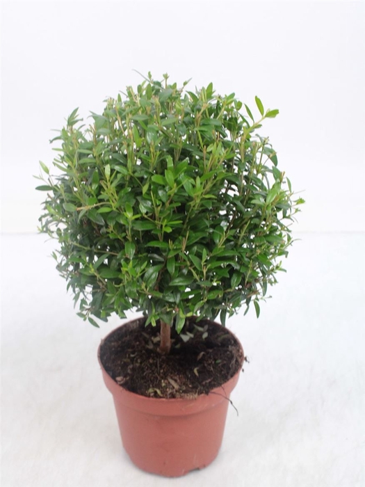 <h4>MYRTUS COM</h4>