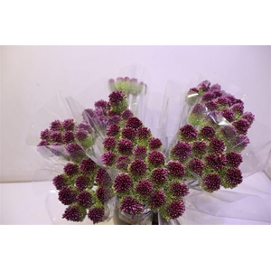 Allium Sphaerocephal X10