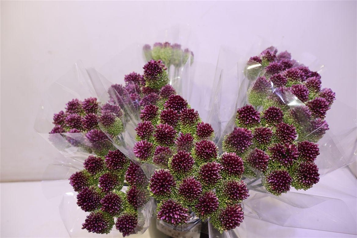 <h4>Allium Sphaerocephal X10</h4>