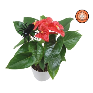 Anthurium XL.9 Jambo Red 14cm met spin bijsteker