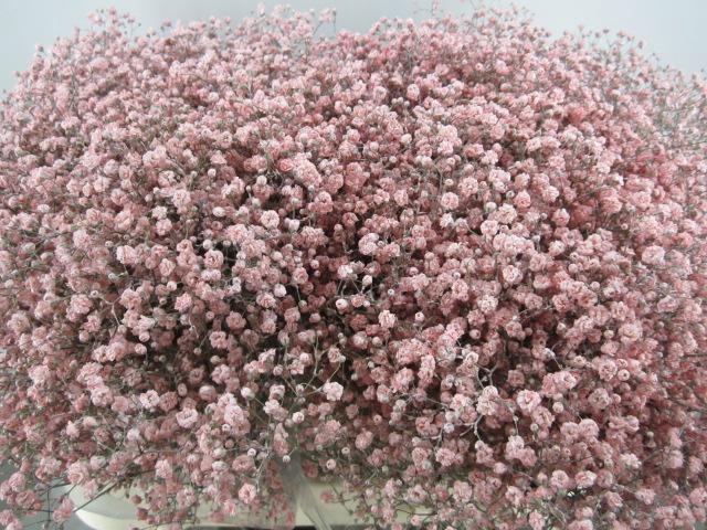 <h4>Gips Mill St Rose</h4>