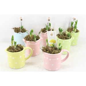 arr4 Narcis FL - Spring mix x12