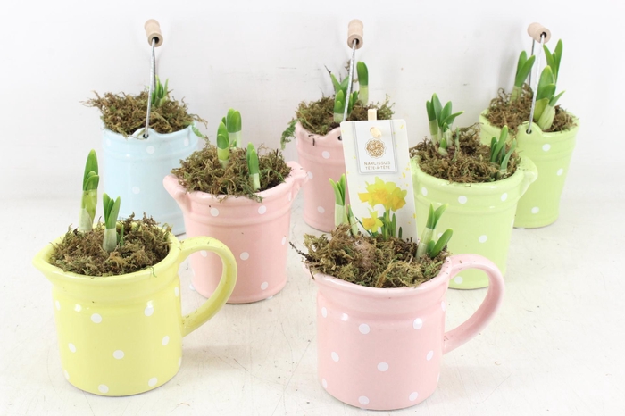 <h4>arr4 Narcis FL - Spring mix x12</h4>