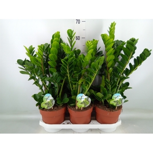 Zamioculcas zamiifolia 'Midori'
