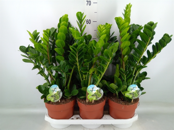<h4>Zamioculcas zamiifolia 'Midori'</h4>