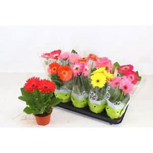Gerbera gemengd