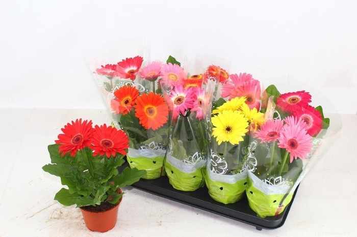 <h4>Gerbera gemengd</h4>