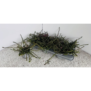 ERIC CARNEA