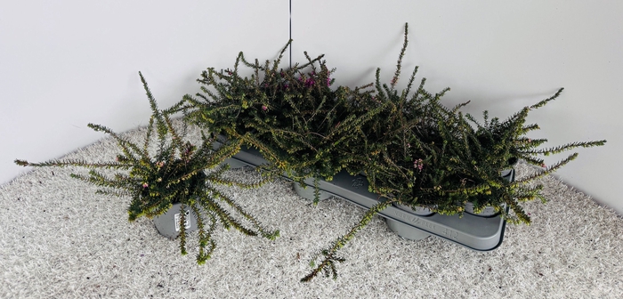 <h4>ERIC CARNEA</h4>