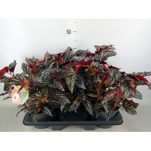 Begonia BD mac. 'Spotlight Dark'