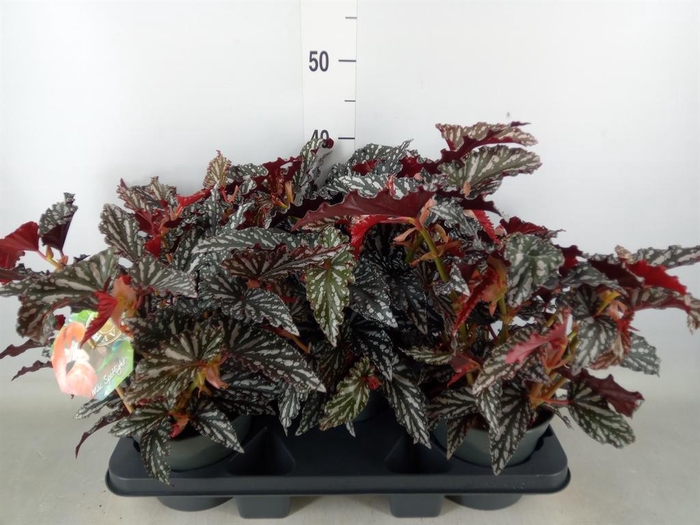 <h4>Begonia BD mac. 'Spotlight Dark'</h4>
