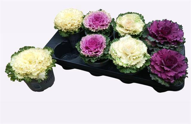 <h4>BRASSICA (SIERKOOL)</h4>
