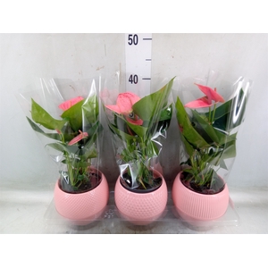 Anthurium   ...mix