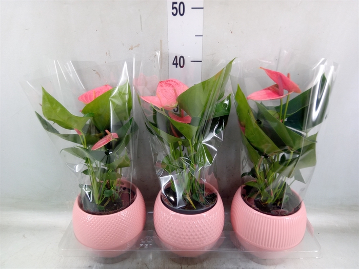 <h4>Anthurium   ...mix</h4>