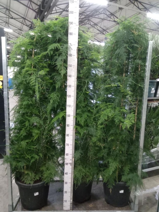 <h4>Asparagus   ...</h4>