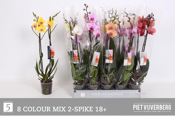 <h4>PHAL GEM 8 KL</h4>